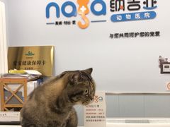 -纳吉亚猫专科动物诊疗中心(蒋宅口分院)