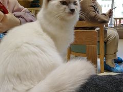 -藏猫猫咖啡主题馆(中央大道店)