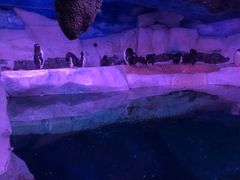 -暹罗海洋世界