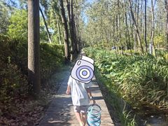 -合肥滨湖国家森林公园