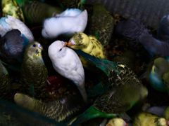 -青石桥花鸟鱼虫市场(叠翠城店)