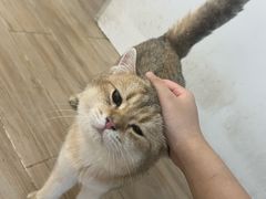 -李小姐の猫咖啡馆(五角场店)