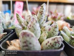 -金陵花卉交易市场