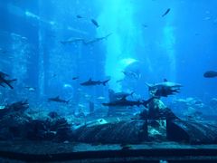 -亚特兰蒂斯•OSSIANO奥西亚诺海底餐厅