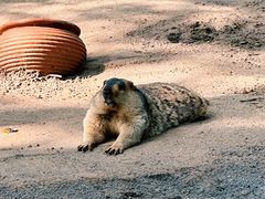 -北京野生动物园