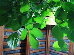 -四方小吃·白族庭院餐厅