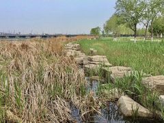 -绿堤公园