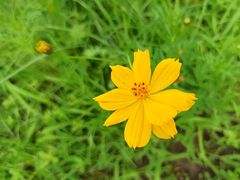 -大宁郁金香公园-停车场