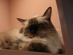 -猫儿山۰猫主题餐厅