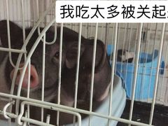 -我爱猫咪·猫咖·狗咖·安哥拉兔·羊驼咖(小寨华旗店)