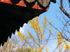 -秋霞圃