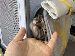 -半岛宠物医院24小时·内窥镜·牙科·碎石中心(府城大道店)