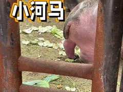 -上海野生动物园