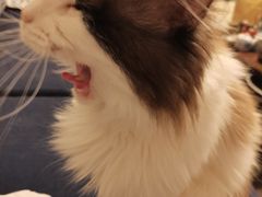 -悦宠动物医院(京丰分院)