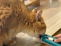 -藏猫猫咖啡主题馆(中央大道店)