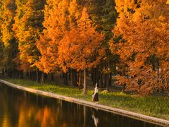 -上海共青森林公园