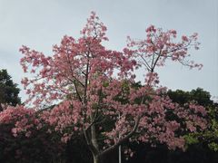 -风云岭森林公园