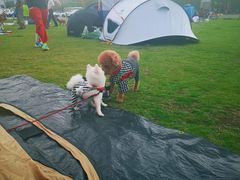 -栖露营camping·天幕烧烤·团建拓展·采摘营地