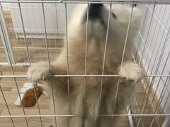-半岛宠物医院24小时(科华中路店)