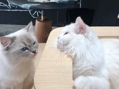 -瞄一喵猫咖(格力海岸店)