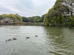 -海珠湖公园