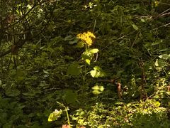 -南山植物园