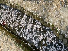 android_upload_pic-高东镇樱花园