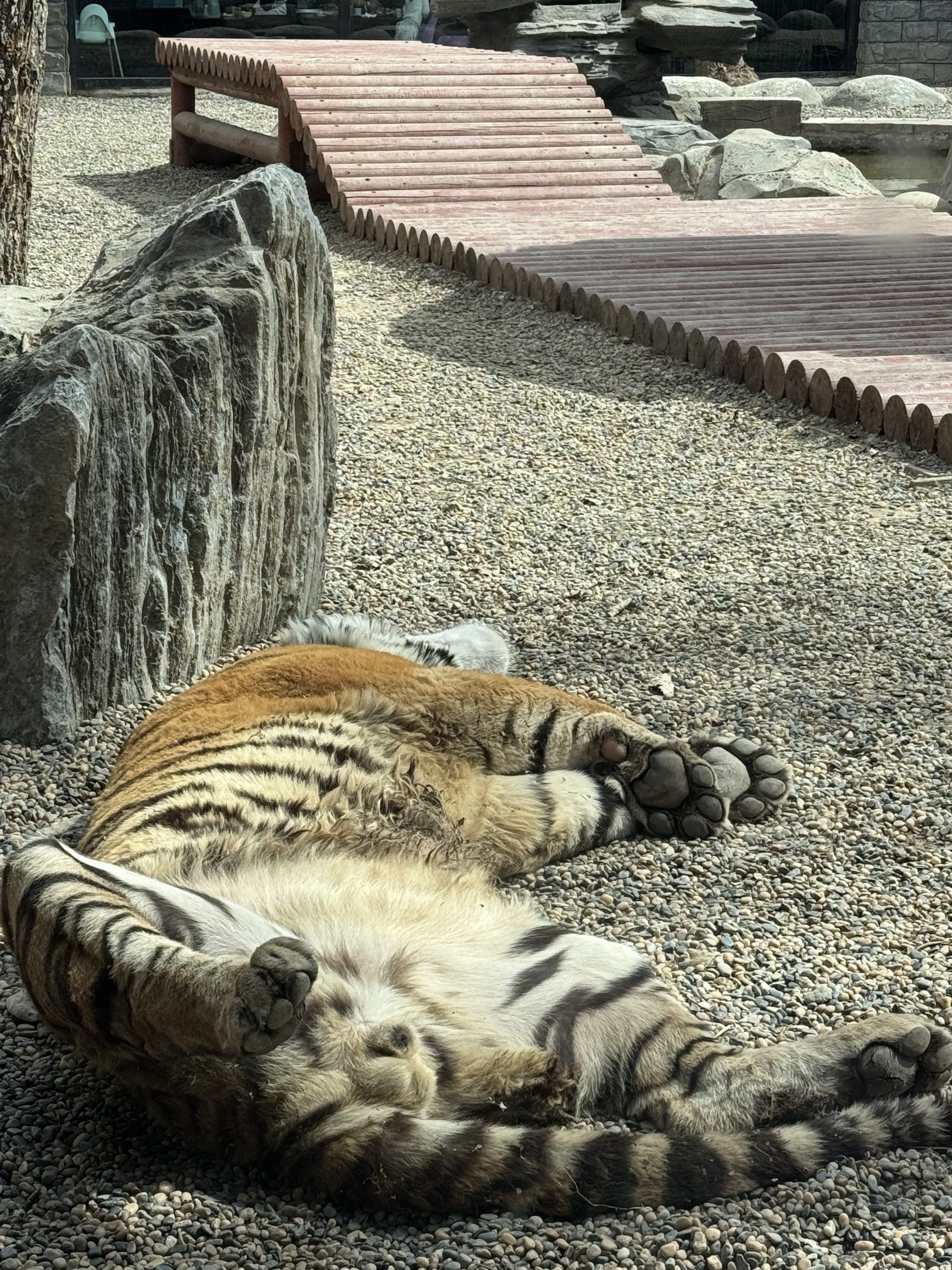 老虎蚂蚁庄园，老虎百科知识解答