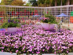-深圳国际园林花卉博览园
