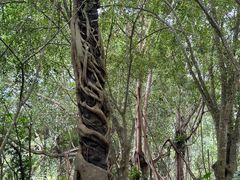-中国科学院西双版纳热带植物园