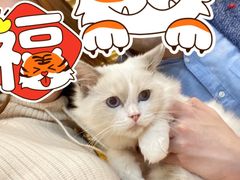 -momokira米努特·德文卷毛猫·棉花面纱犬