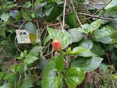 -呀路古热带植物园