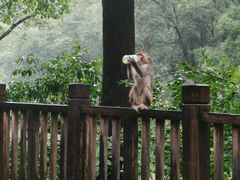 -黔灵山公园