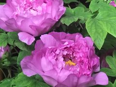 -龙大花卉苗木市场