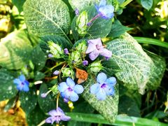 -深圳市中科院仙湖植物园