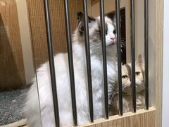 -老吴的猫·猫舍(新区店)