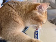 -藏猫猫咖啡主题馆(中央大道店)