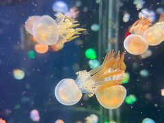 -太平洋海底世界