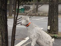 -小小饭店·休闲农庄·安吉松树林里的农家菜
