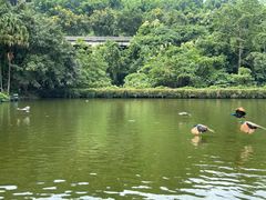 -西双版纳原始森林公园