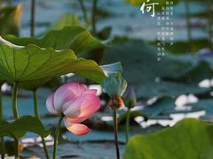 -南海子公园