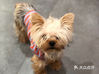 猫在里头洗澡  人在外头疯狂吸猫 老板娘养的约克夏