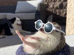 -爱侣宠医·鹦鹉专科·小型哺乳类·异宠专科(灵石路店)