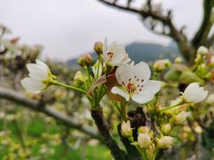 -树山生态村