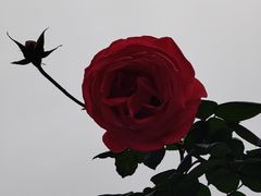-映月湖公园