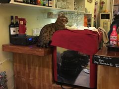 -猫色咖啡·猫咖