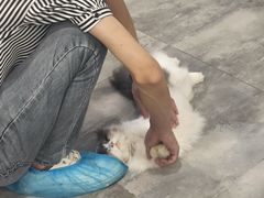 -楼上猫咖(罗湖店)