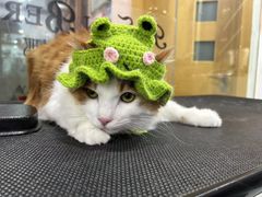-车接车送·寄养洗护·德文猫舍(大宁店)