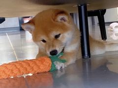 -萌宠之家·腊肠犬·马尔泰·小体犬舍
