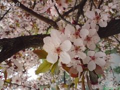 -紫竹院公园冰场